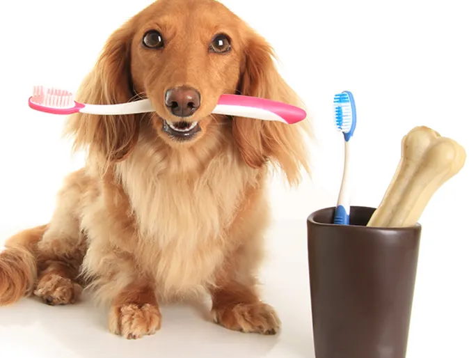 long-haired dachshund holding toothbrush in mouth